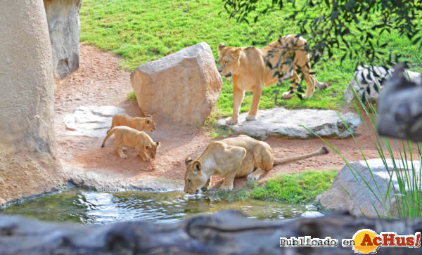 /public/fotos2/leonas- cachorros-bebiendo-agua-11102013.jpg